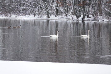 Trumpeter swans swimming together on a cold lake during a late winter.