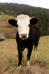 cow on the farm