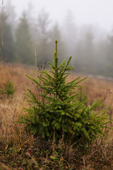 misty morning in the forest