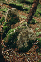 moss covered rocks