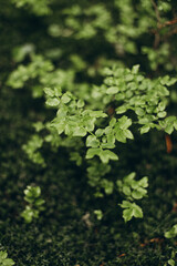 close up of leaves