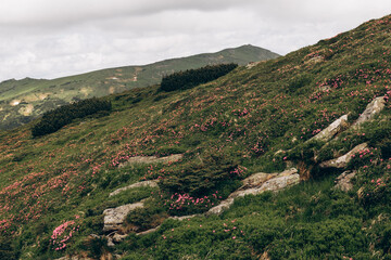 Fototapeta premium landscape in the mountains