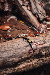 salamander lizard