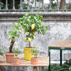 Venice, Italy - 14 Nov, 2022: Lemon tree and pot plants on sale at a Venetian market