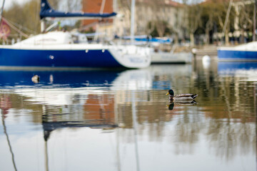 Fototapeta na wymiar Duck swimming in front of colourful yachts docked at marina of Lecco town. Picturesque waterfront of Lecco located between famous Lake Como and Bergamo Alps.