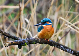 Kingfisher (Alcedo atthis) sitting on a branch on a rainy day at Klingnauer Stausee, Switzerland