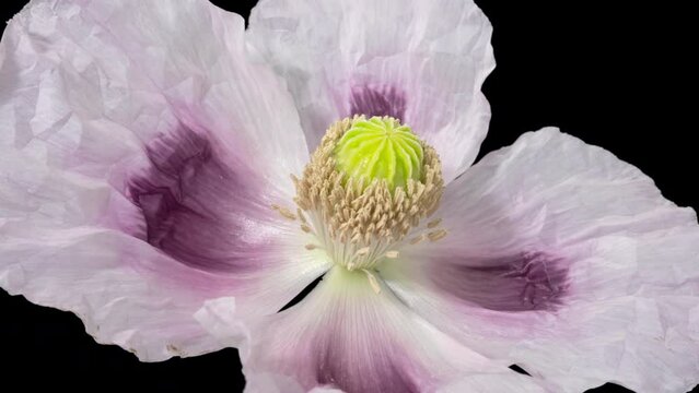 Timelapse opening opium poppy flower on pure black