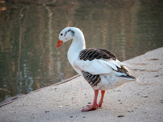 Un pato observa el agua