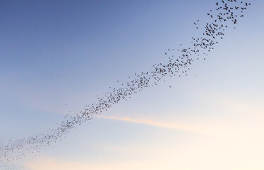 Bats flying in a row coming out of cave on the sky. Nature background