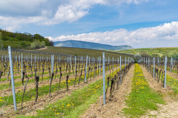 Spring vineyards under Palava near Milovice, Southern Moravia, Czech Republic