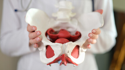 Close up of female pelvis in doctors hands. - obrazy, fototapety, plakaty