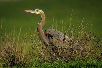 Blue heron