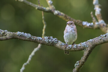 Wild gray flycatcher sits on a branch close-up. Moss on a branch. Fantastic blurred background. The gray flycatcher from the flycatcher family is a small passerine bird. Wild bird in natural habitat.