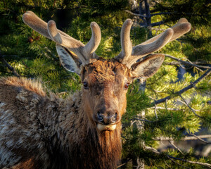 bull elk