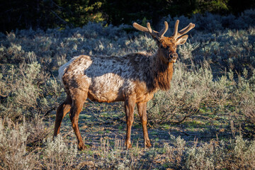 bull elk