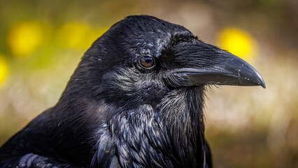 Raven