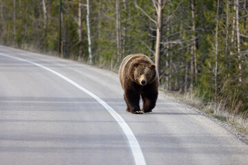 brown bear walking in the forest