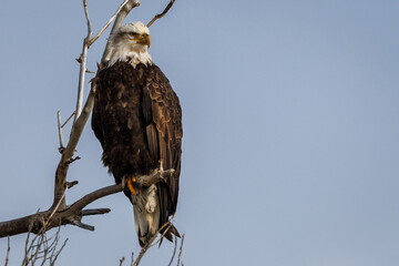 Bald eagle