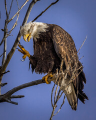 Bald eagle