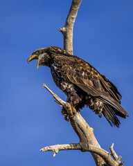 Bald eagle