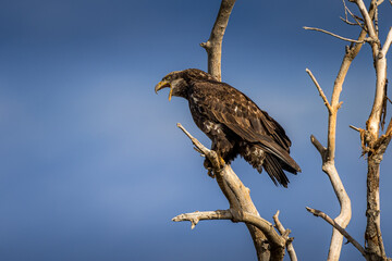 Bald eagle