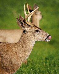 deer licking nose