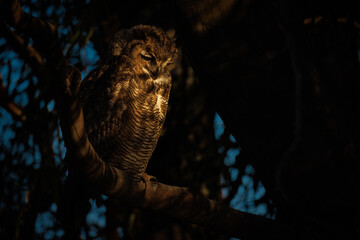great horned owl