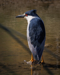 night heron