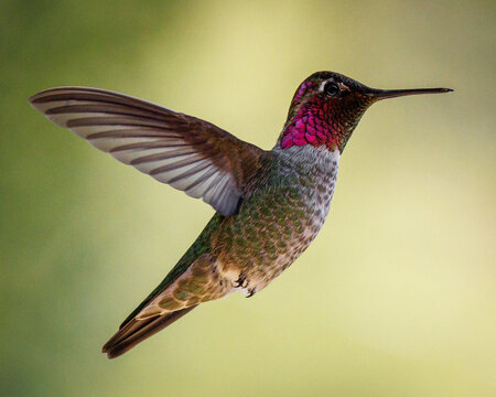 Anna's hummingbird