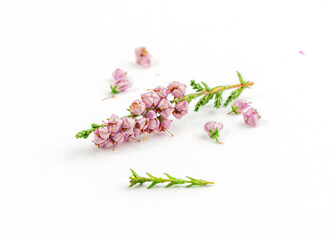 heather flowers isolated on white background. healing herbs