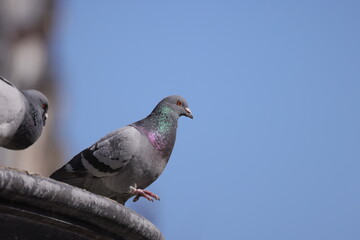 Fototapeta premium Pigeon on the elements of an artistic fountain on a blurred background