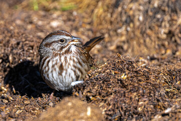 Song Sparrow (Melospiza melodia) Searching for Food