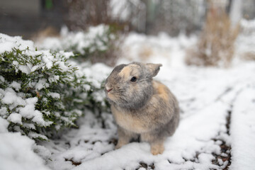 Wild rabbit. Cottontail rabbit on snow