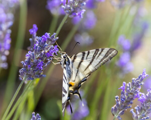 Fennel Swallowtail on lavender, Provence, France