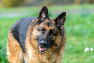 Close-up of a German shepherd dog standing, facing the camera, looking attentively ahead, with its head slightly twisted, as a sign of attention, in the middle of the field, which is out of focus, bla