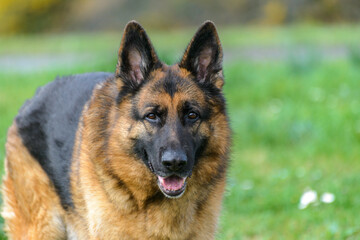 Close-up of a German Shepherd dog standing in the grass facing the camera, staring at the viewer with its mouth ajar and ears pricked,
in the middle of the field, which is out of focus, color black an