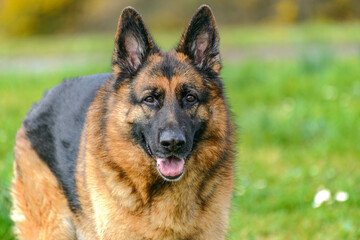 Close-up of a German Shepherd dog standing in the grass facing the camera, staring at the viewer with its mouth ajar and ears pricked,
in the middle of the field, which is out of focus, color black an