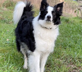 border collie dog