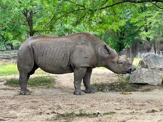 A rhino is standing by a rock and trees in the forest