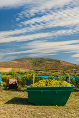 Grape collection at vintage time, Tokaj region, Great Plain and North, Hungary