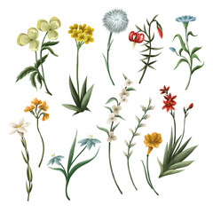 Thin meadow flowers isolated. Vector.