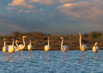 Flamingo in Parc Naturel regional de Camargue, Provence, France