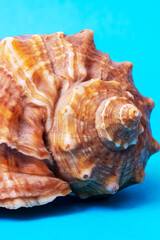 Large seashell on a blue background closeup