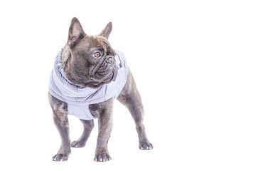 French bulldog in gray vest isolated on white. Portrait of a pet, dog, animal.