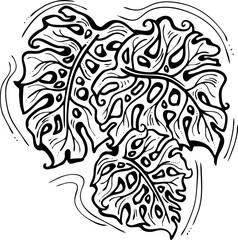 Monstera tropical green leaf drawing. Exotic nature palm plants theme illustration, decorative vector element for logo design, postcard, party invitation deco, restaurant menu, spa salon. Hand drawing