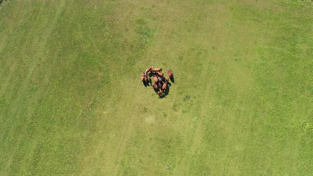 Caballos en el campo