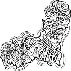 Monstera tropical green leaf drawing. Exotic nature palm plants theme illustration, decorative vector element for logo design, postcard, party invitation deco, restaurant menu, spa salon. Hand drawing