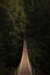 Obraz premium suspension bridge in the forest