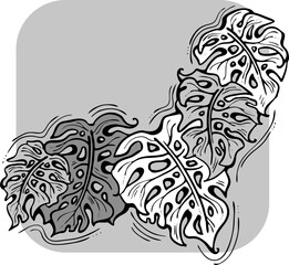 Monstera tropical green leaf drawing. Exotic nature palm plants theme illustration, decorative vector element for logo design, postcard, party invitation deco, restaurant menu, spa salon. Hand drawing