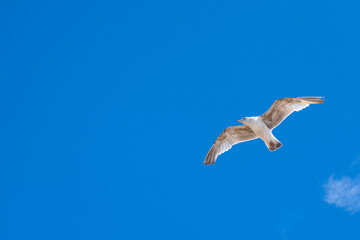 flying seagulls. Seagulls flying on the beach by the sea